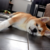 Photo d'Akita inu