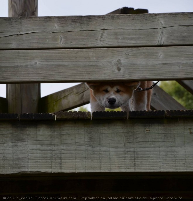 Photo d'Akita inu