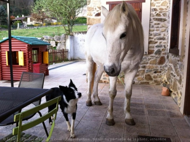 Photo de Border collie