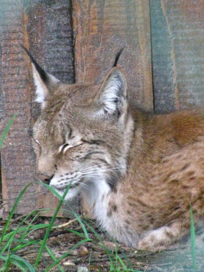 Photo de Lynx