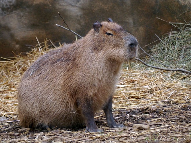 Photo de Cabiai ou capybara