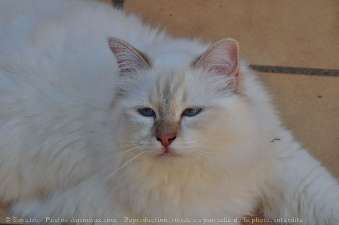 Photo de Sacr de birmanie