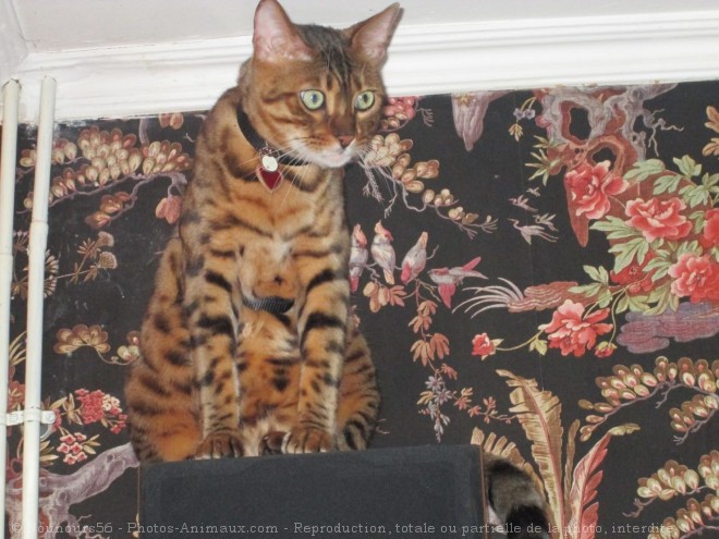 Photo de Bengal