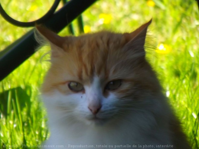 Photo de Chat domestique