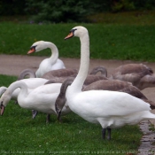 Photo de Cygne