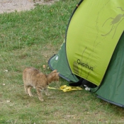 Photo de Chat domestique