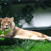 Photo de Lion