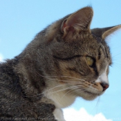 Photo de Chat domestique