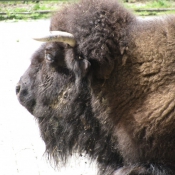 Photo de Bison