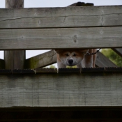 Photo d'Akita inu