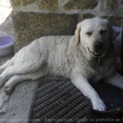 Photo de Retriever de la baie de chesapeake