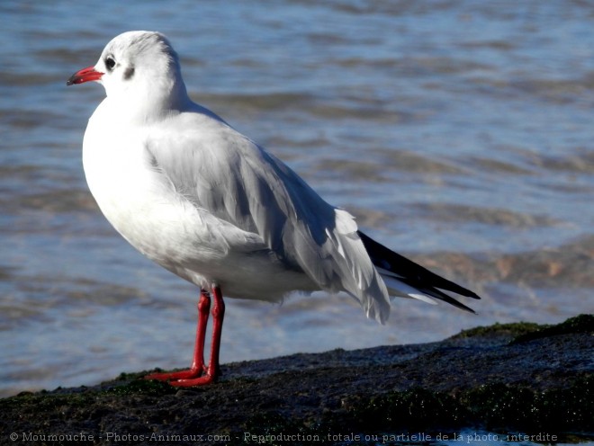 Photo de Mouette