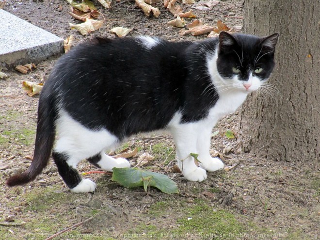 Photo de Chat domestique