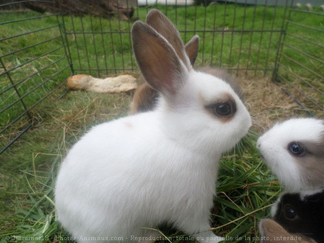 Photo de Lapin