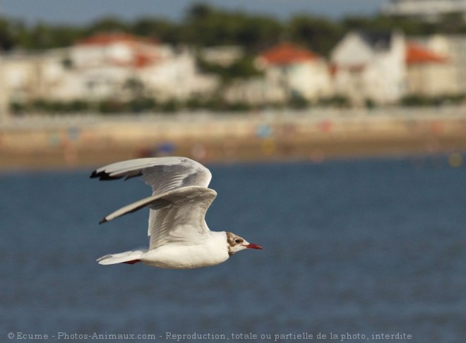 Photo de Mouette