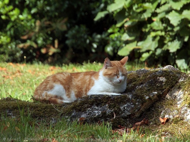 Photo de Chat domestique