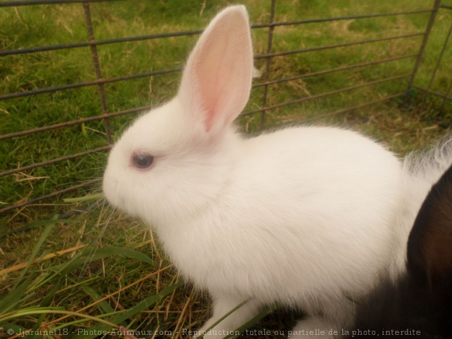 Photo de Lapin