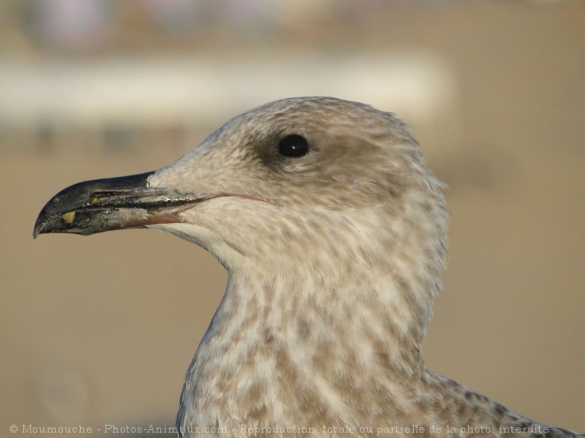 Photo de Goeland