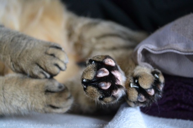 Photo de Chat domestique