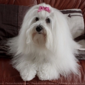 Photo de Coton de tulear