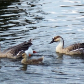 Photo d'Oie de guine