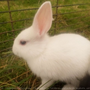 Photo de Lapin