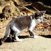 Photo de Chat domestique