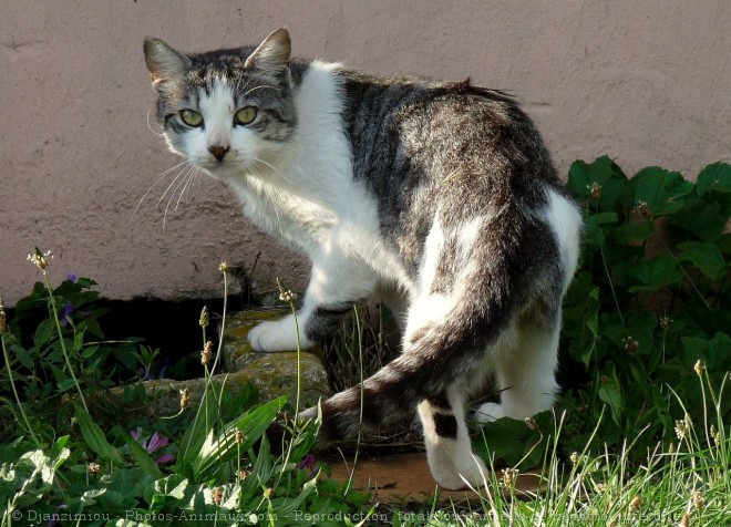 Photo de Chat domestique