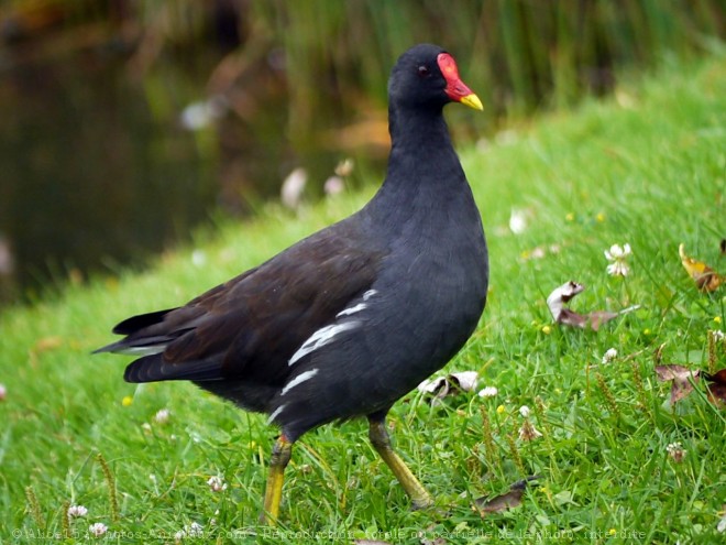 Photo de Poule d'eau