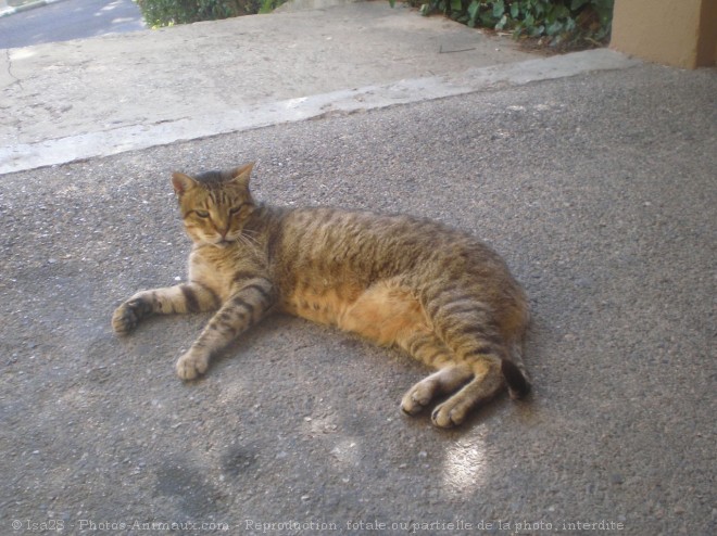 Photo de Chat domestique