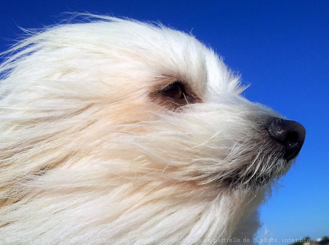 Photo de Coton de tulear