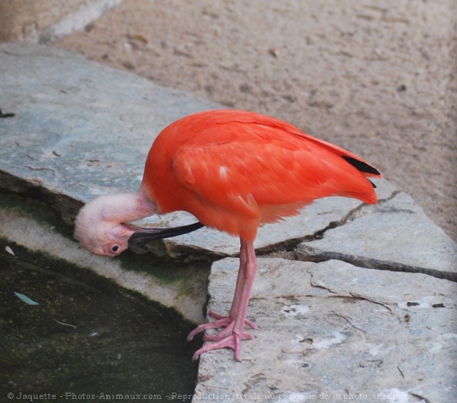 Photo d'Ibis rouge