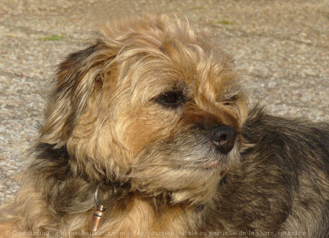 Photo de Border terrier