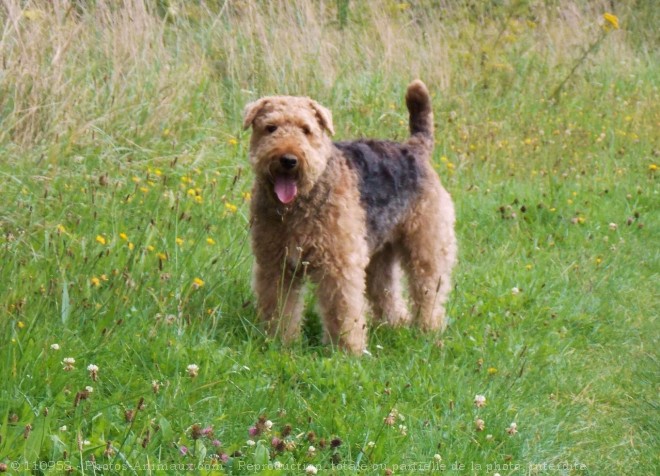 Photo d'Airedale terrier