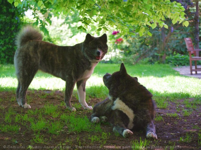 Photo d'Akita inu