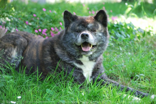 Photo d'Akita inu