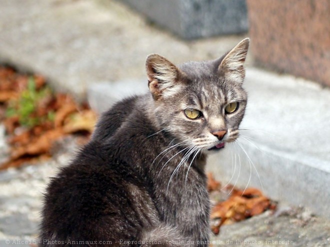 Photo de Chat domestique