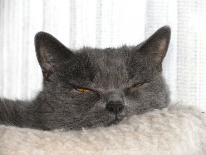 Photo de Chartreux