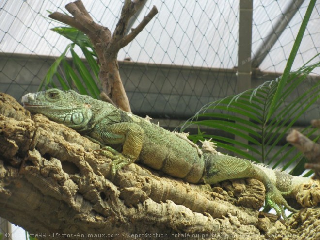 Photo d'Iguane