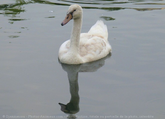 Photo de Cygne