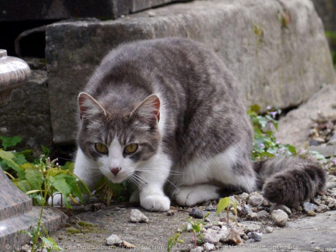 Photo de Chat domestique