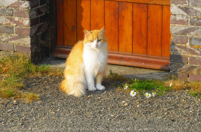 Photo de Chat domestique