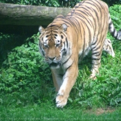 Photo de Tigre