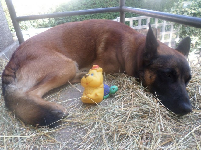 Photo de Berger belge malinois