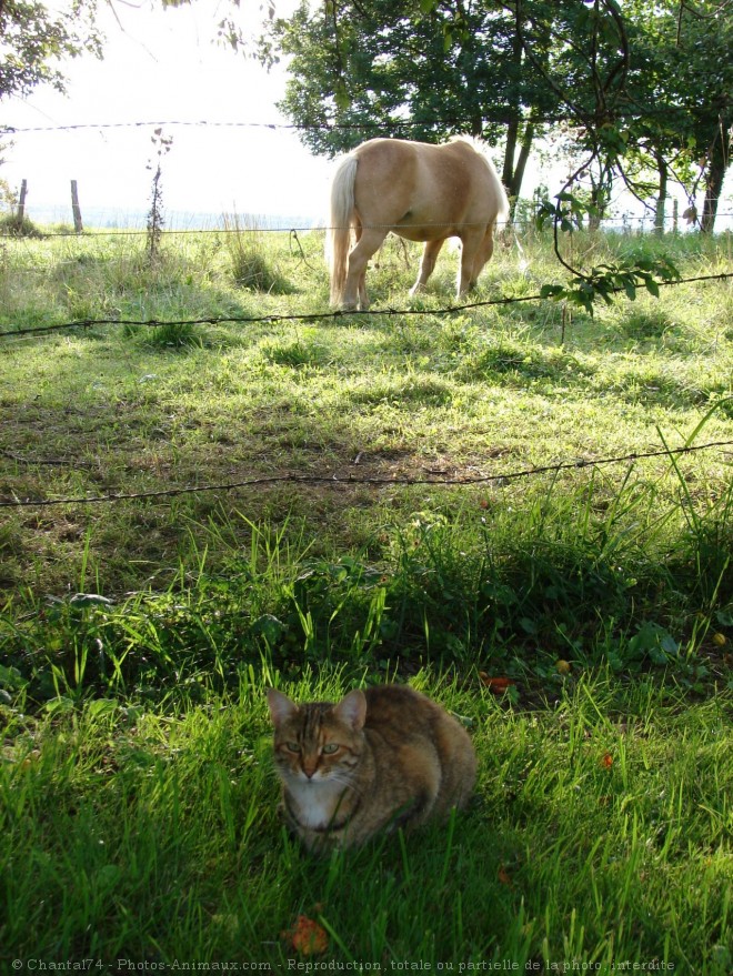 Photo de Chat domestique