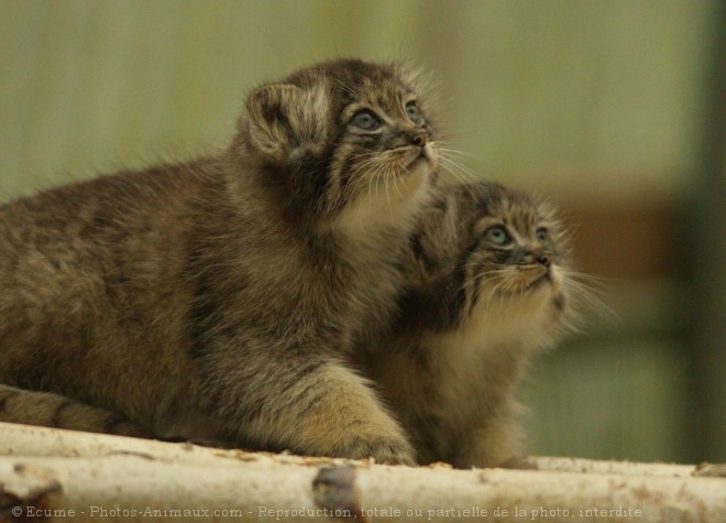 Photo de Chat de pallas