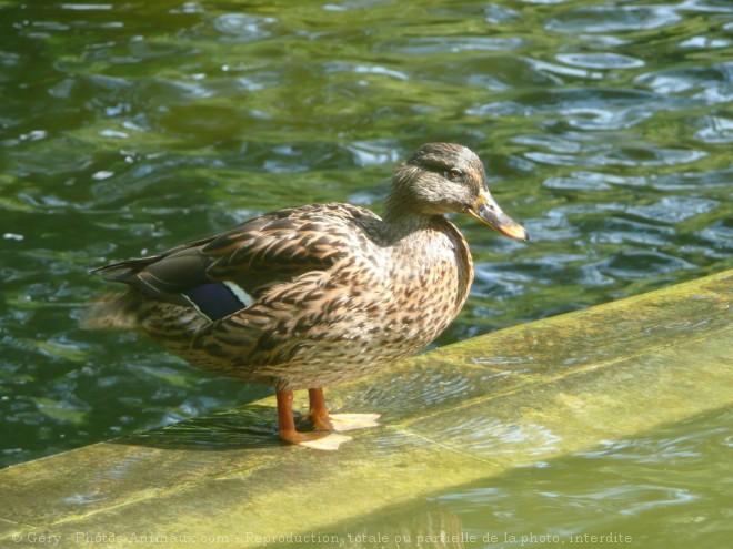 Photo de Canard