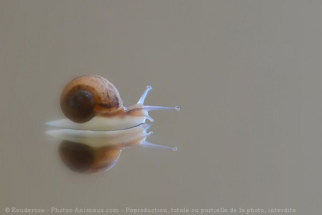 Photo d'Escargot