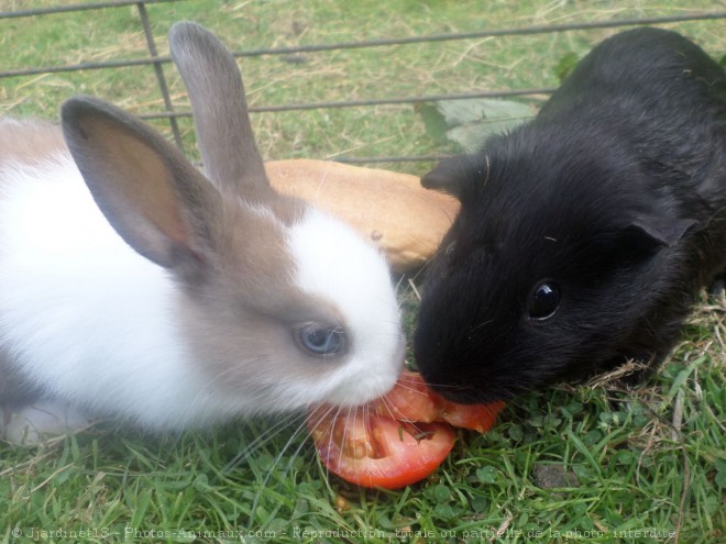 Photo de Races diffrentes