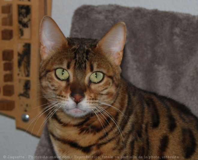 Photo de Bengal